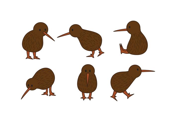 Conjunto de vectores de aves de kiwi