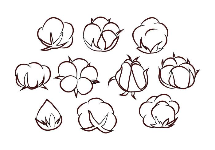 Free Cotton Flower Vector Free Cotton Flower Vector