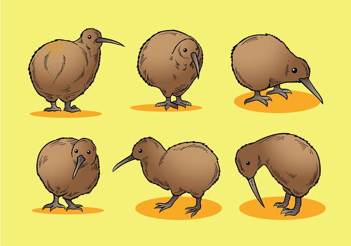 Libre Kiwi Bird Iconos Vector