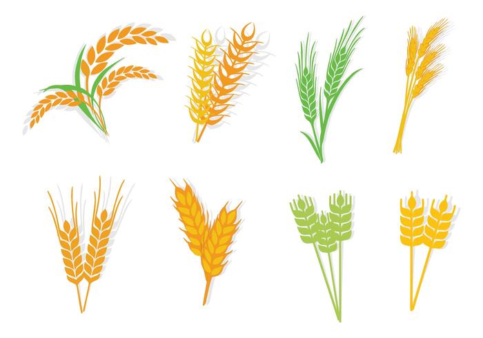 Different Type Oats Vector