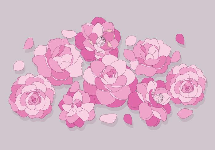 Camellia Flowers Vector