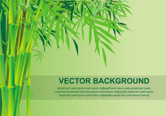 Fondo de bambú del vector