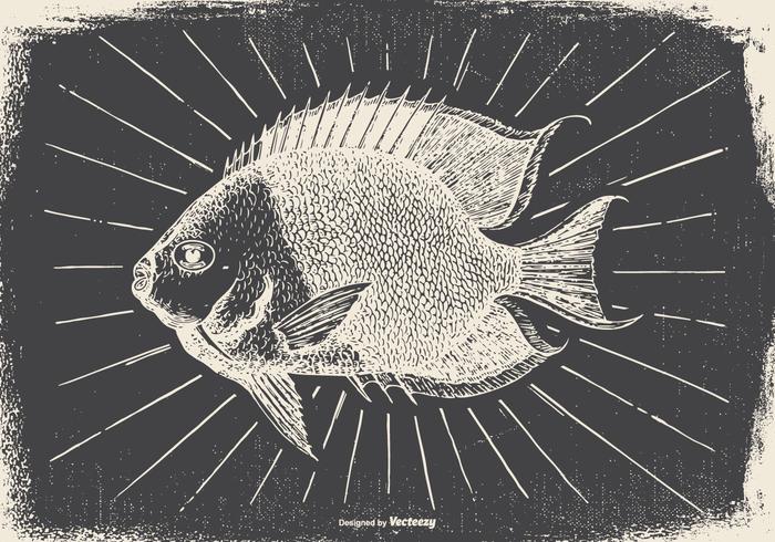 Vintage Fish Illustration Vintage Fish Illustration