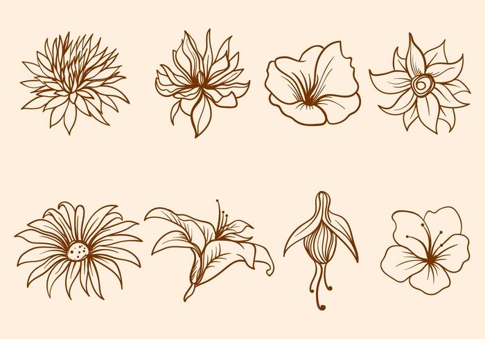 Hand Drawn Flower Vector