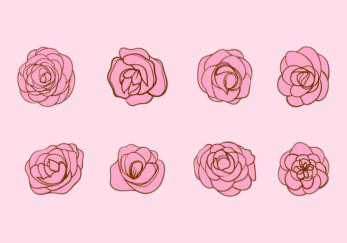 Free Hand Drawn Vector flor de la camelia