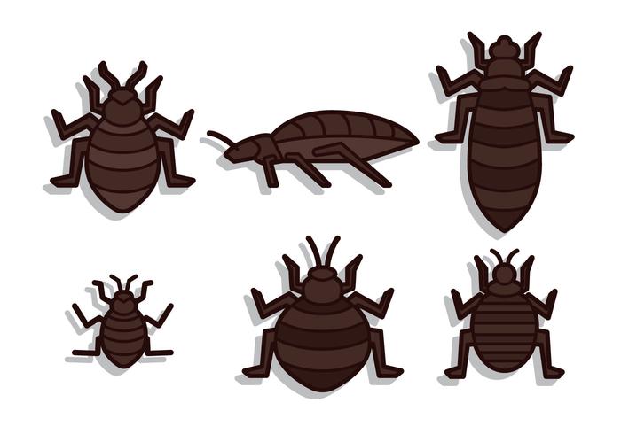 Bed Bug Vector