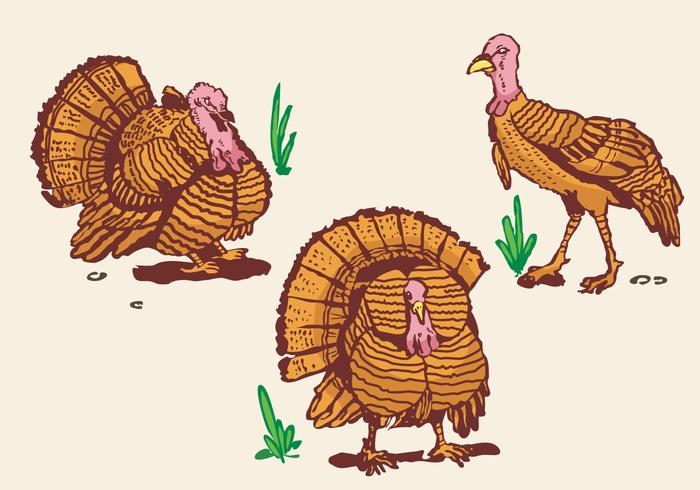 Wild turkey pose illustration vector