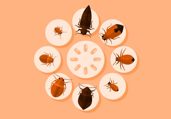 Bed Bugs Vector Illustration