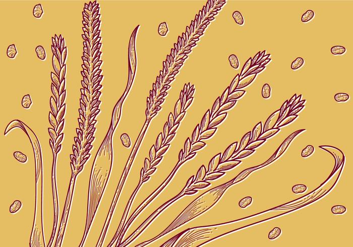 Free Oats Vector Illustration