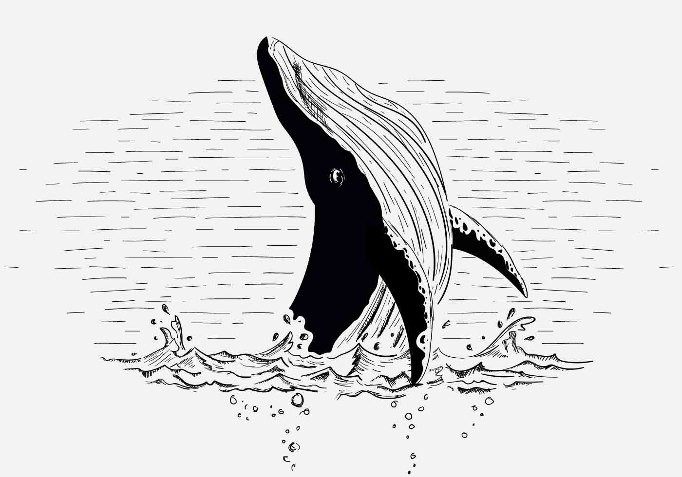 Free Vector Whale Illustration 1375 Download Free Vectors Clipart Graphics Vector Art