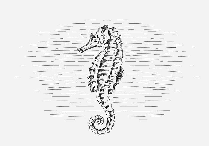 Ilustración vectorial de Seahorse gratis vector