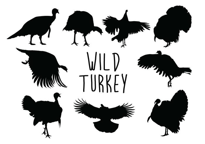 Wild Turkey Silhouette vector