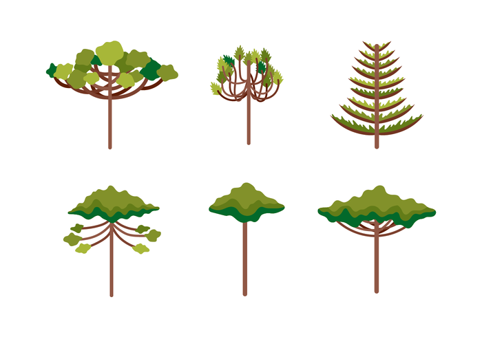 Araucaria Illustration vector