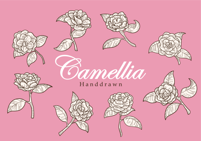 Free Hand Drawn Camellia Flower Vectors 138005 Vector Art at Vecteezy