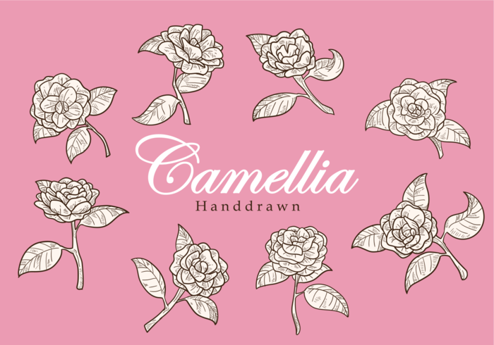 Free Hand Drawn flor de la camelia Vectores