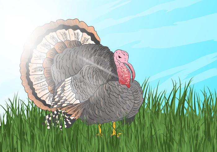 Wild Turkey Look For Something To Eat vector