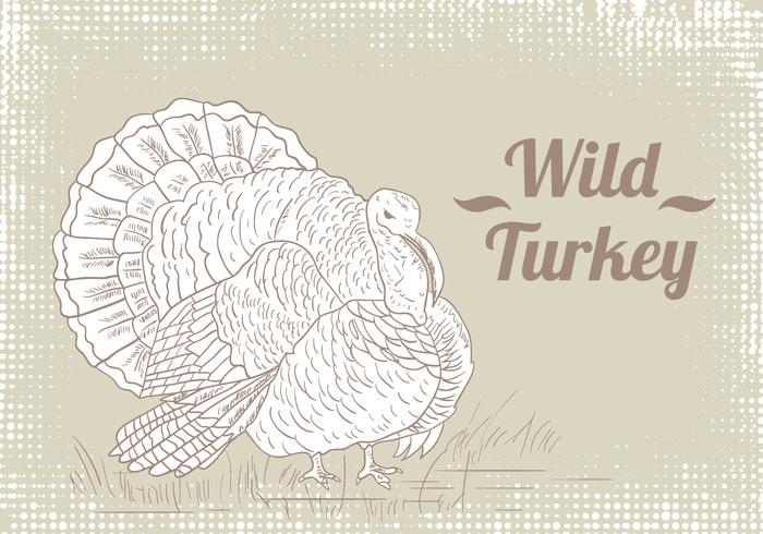 Wild Turkey Drawing Vector