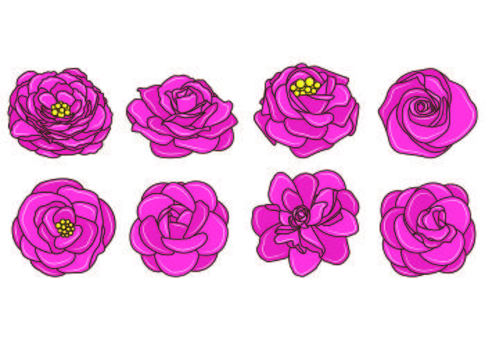 Set Of Camellia Vectors Set Of Camellia Vectors