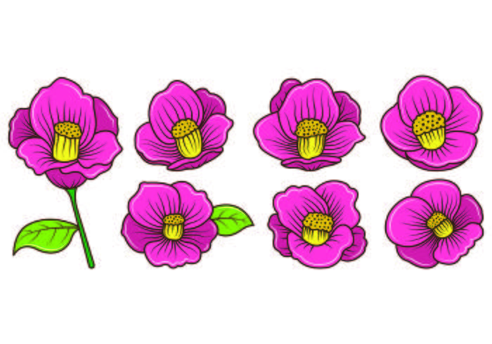 Set Of Camellia Vectors Set Of Camellia Vectors