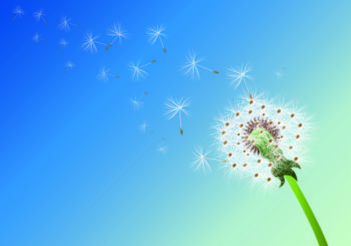 Background Of Dandelion Flowers vector