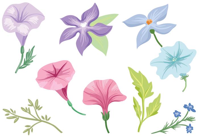 Free Petunia Vectors