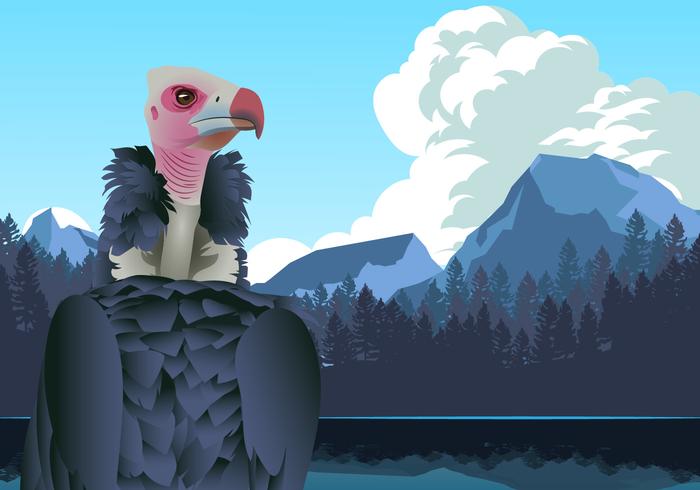 Andean Condor in Mountains Vector
