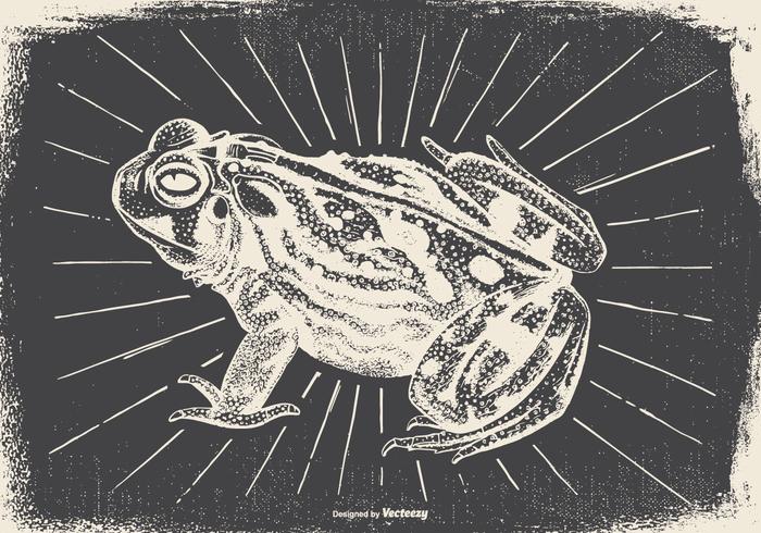 Vintage Frog Illustration Vintage Frog Illustration