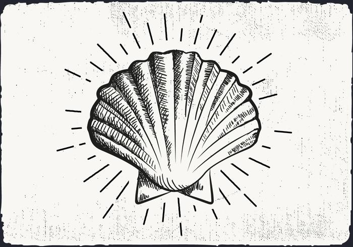 Free Hand Drawn Shell Background vector