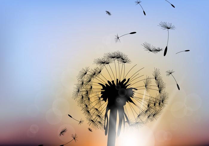 Beautiful Dandelion With Sunset Background