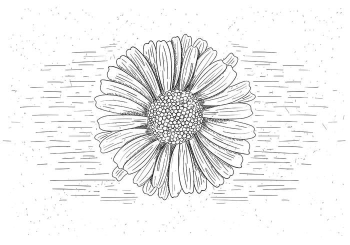 Free Vector Flower Illustration