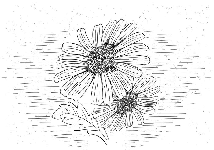 Free Vector Flower Illustration