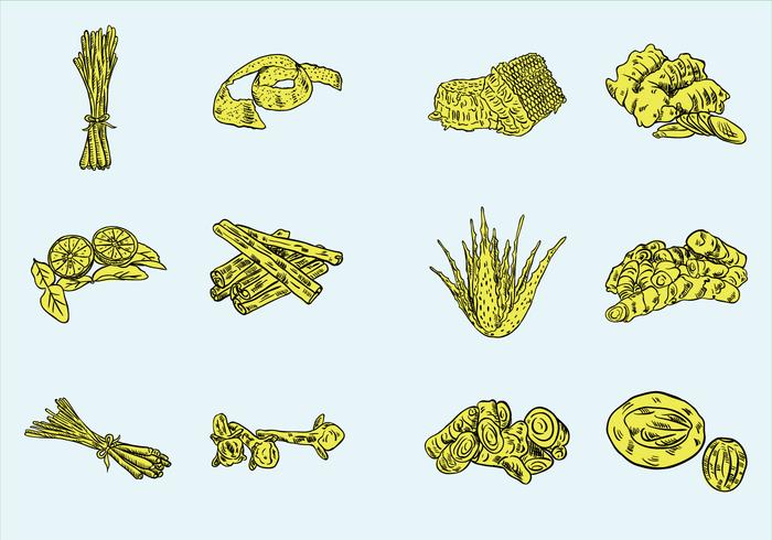 Hierbas y especias vectorial vector