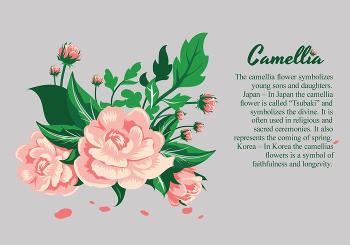 Camellia flowers design illustration vector