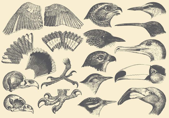 Oiseau Partie Dessins Telecharger Vectoriel Gratuit