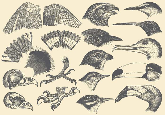 Dibujos de las piezas de aves vector