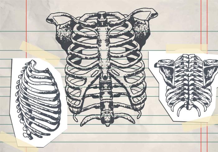 Ribcage dibujado a mano vector