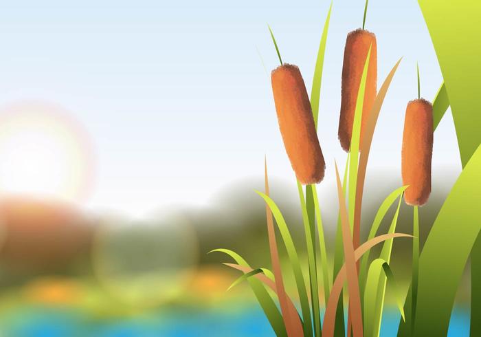 Cattails Vector At Beautiful Lake
