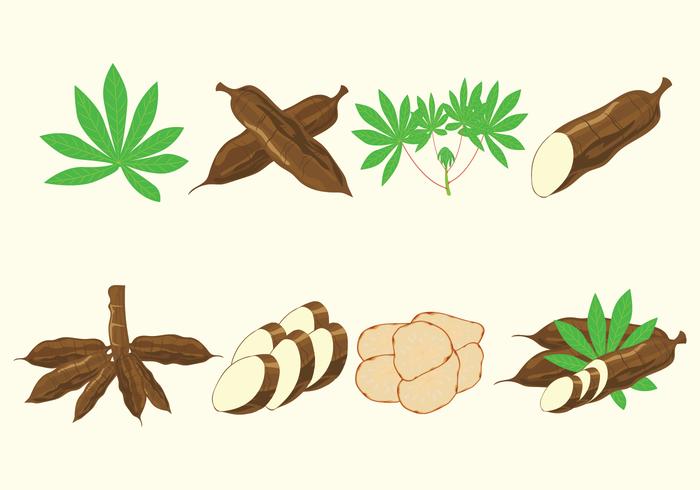 Cassava Vectors Icon