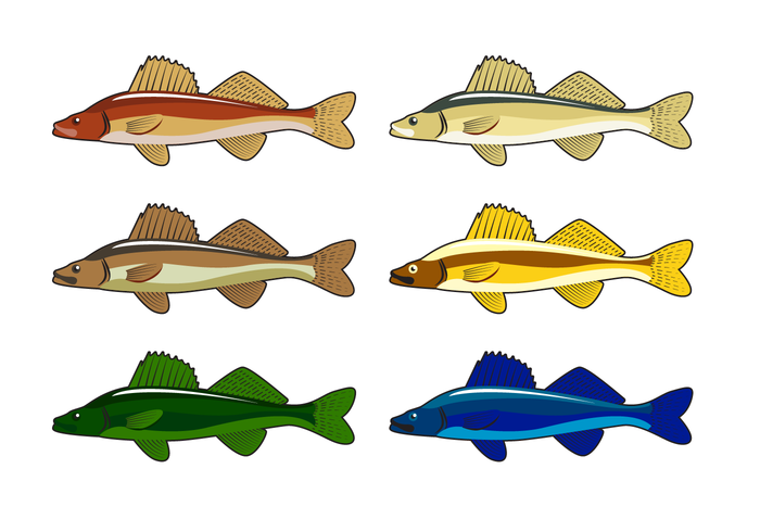 Free Walleye Vector