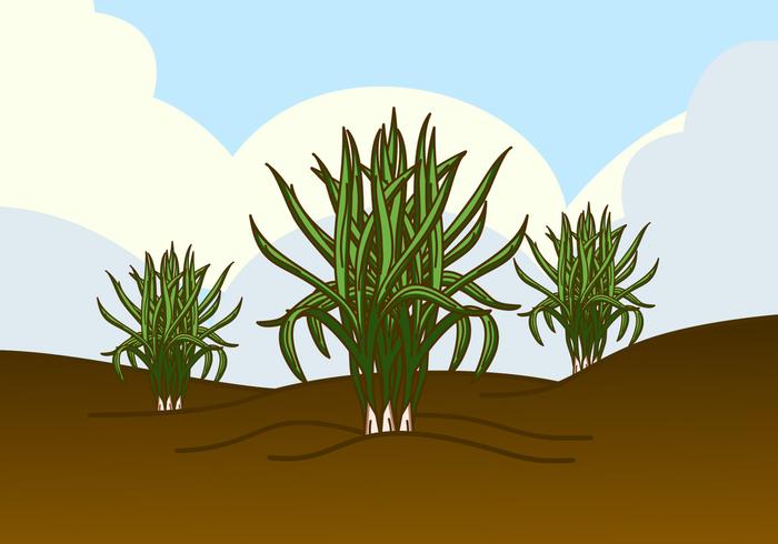 Wild Lemongrass Plant Vector Wild Lemongrass Plant Vector