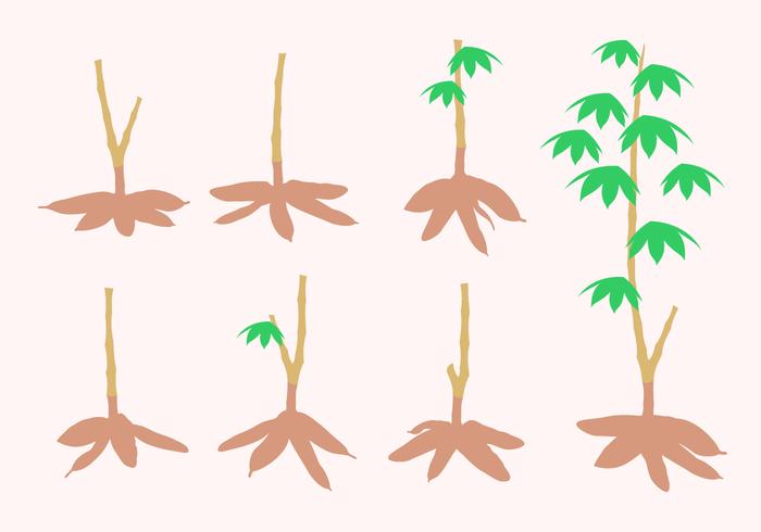 Cassava Tree Free Vector