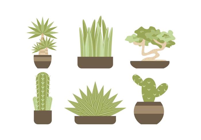 Free Evergreen Houseplant Vectors