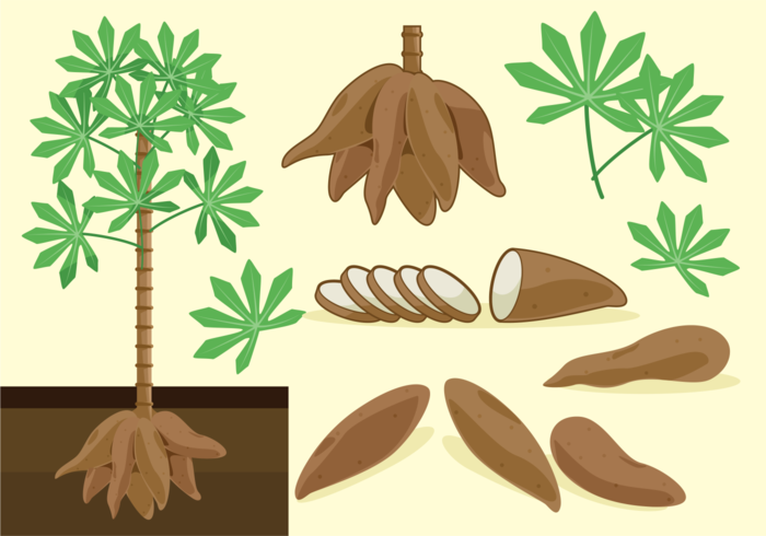 Cassava Free Vectors