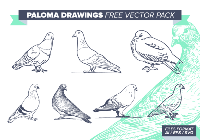 Paloma Drawings Free Vector Pack Paloma Drawings Free Vector Pack