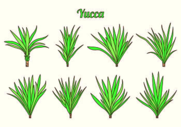 Set Of Yucca Vectors