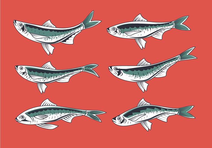 Fresh Sardine Hand Drawn Style Vectors Fresh Sardine Hand Drawn Style Vectors