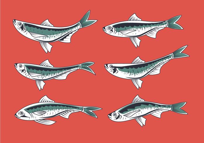 Fresh Sardine Hand Drawn Style Vectors