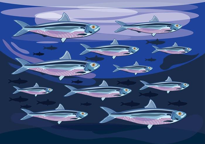 Sardine Colony Vector Sardine Colony Vector