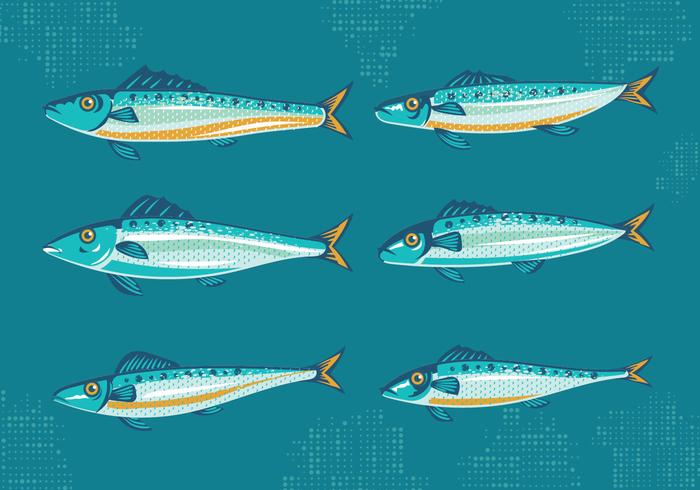 Set of Sardine or Pilchard with Vintage Style Vectors