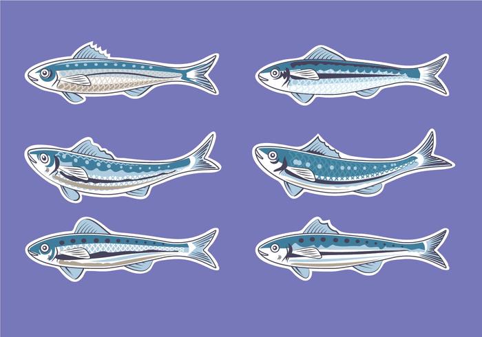 Vector de la ilustración para artes gráficas y la sardina o sardina europea